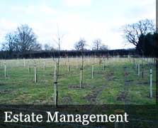 Estate Management